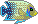 サザナミヤッコ